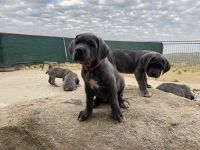 Cane Corso puppies