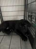 Cane Corso Puppy Available