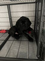 Cane Corso Puppy Available