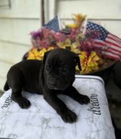 Iccf Cane Corso pups!