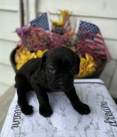 Iccf Cane Corso pups!