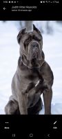 Cane Corso Puppies for sale in Coitsville-Hubbard Rd, Youngstown, OH 44505, USA. price: $1,800