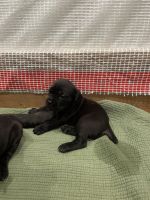 AKC Cane Corso Puppies