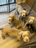 Cane Corso Pups