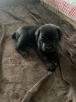 AKC Cane Corso puppies