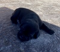 AKC Cane Corso puppies