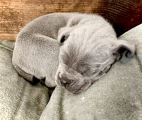 AKC Cane Corso puppies