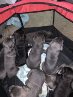 Cane Corso Pups