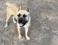 Cane Corso