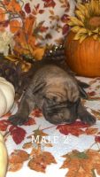 ICCF REGISTERED CANE CORSO’S