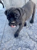 Cane Corso Pupies