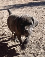 Cane Corso Pupies