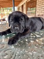 Cachorros Cane Corso