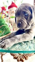 Cachorros Cane Corso