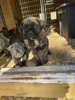 Cane corso