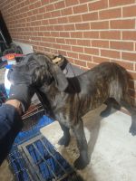 Cane Corso Puppies for sale in Gary, IN, USA. price: $150,000