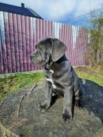 Cane Corso Puppies for sale in Zambales, Philippines. price: 20,000 PHP