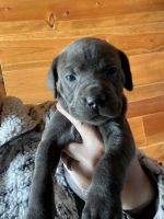 Cane Corso Puppies for sale in Fayetteville, Arkansas. price: $90,000