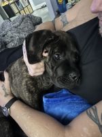 Cane Corso Puppies for sale in Fort Wayne, Indiana. price: $1,000