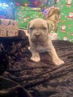 Cane Corso Puppies
