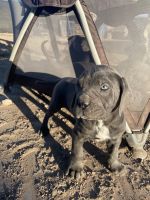 Cane Corso Puppies for sale in Henderson, Nevada. price: $1,500