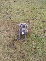 Cane Corso Puppies for sale in Hickory, NC, USA. price: $650