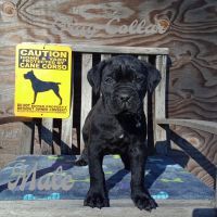 Cane Corso Puppies for sale in Lindsay, California. price: $2,500