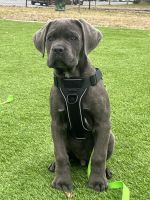 Cane Corso Puppies for sale in Laurel, Maryland. price: $1,500