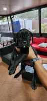 Cane Corso Puppies for sale in Miami, Florida. price: $3,000