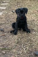 Cane Corso Puppies for sale in Casselberry, Florida. price: $1,000