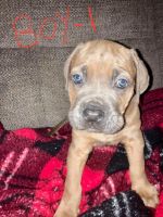 Cane Corso Puppies for sale in Elmira, New York. price: $500