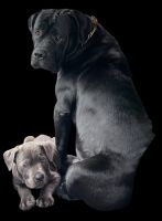 Cane Corso Puppies