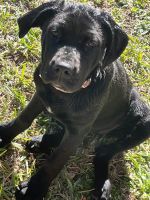 Cane Corso for sale