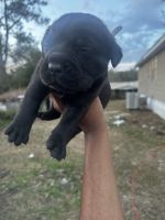 Cane Corso Puppies for sale in Alpharetta, Georgia. price: $3,000