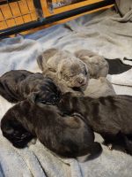 Cane Corso Puppies for sale in Minneapolis, Minnesota. price: $950