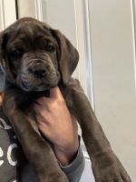 Cane Corso Puppies for sale in Adelanto, California. price: $1,600