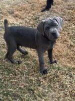Cane Corso Puppies for sale in Houston, Texas. price: $621
