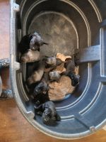 Cane Corso Puppies for sale in Moore, South Carolina. price: NA