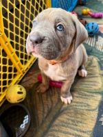 Cane Corso Puppies for sale in Chicago, Illinois. price: $547