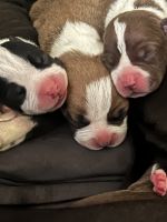 Cane Corso Puppies for sale in Birmingham, Alabama. price: $200