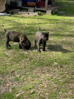 Cane Corso Puppies for sale in Eatonton, Georgia. price: $1,500