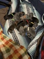 Cane Corso Puppies for sale in Cincinnati, Ohio. price: $1,800