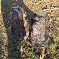 Cane Corso Puppies for sale in King William, Virginia. price: $1,200