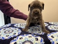 Cane Corso Puppies for sale in Anchorage, Alaska. price: $2,000