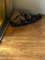 Cane Corso puppy for sell