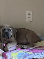 Cane Corso puppy for sell