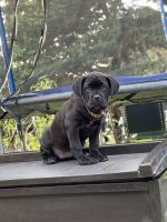 Cane Corso