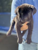 Cane Corso Puppies
