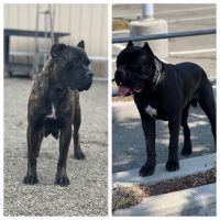 Cane Corso Puppies