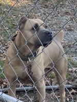 Cane Corso 14weeks old